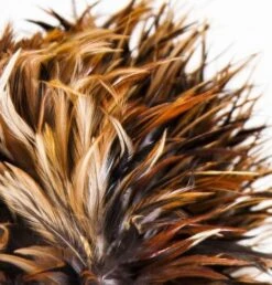 Lampe à Poser Plumes Et Teck Massif Clair Vieilli Zoey -OSRAM || Philips || Bosch Soldes lampe a poser plumes et teck massif clair vieilli zoey 8430026920754 222968